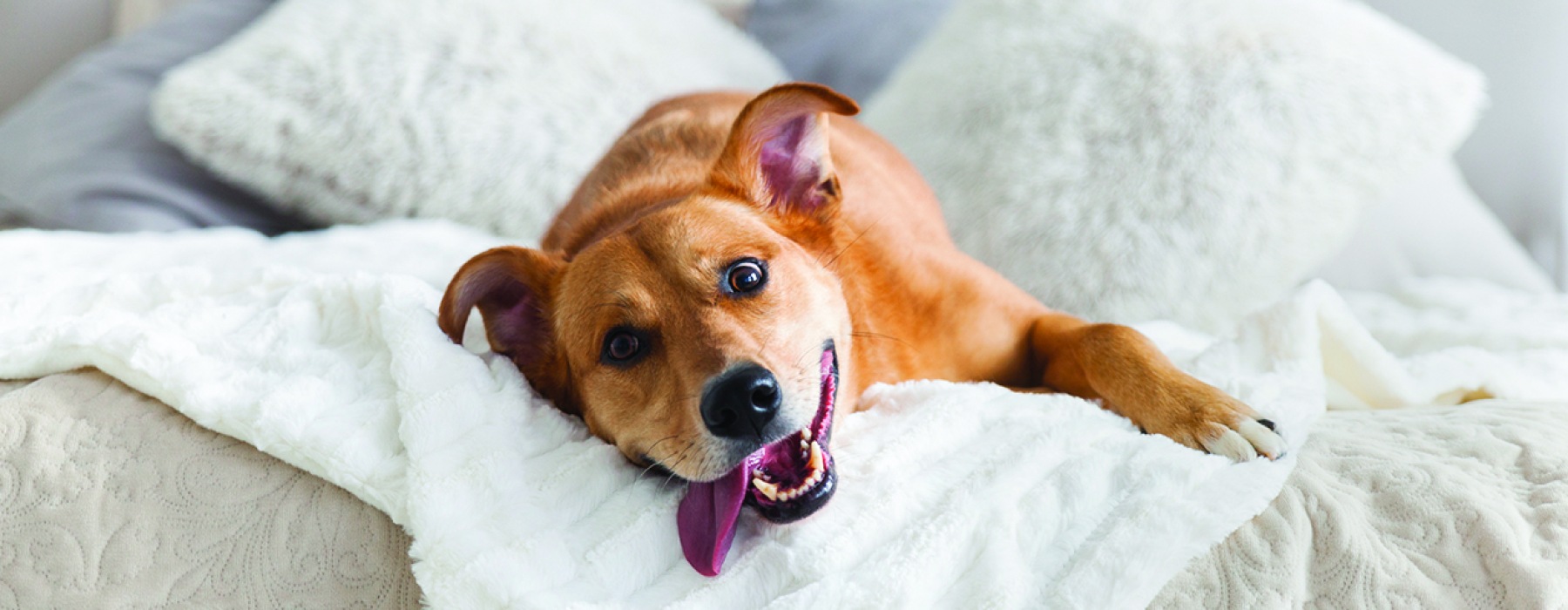 A Pet Friendly Community